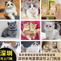 Shenzhen live cats cute British short blue cats kittens pets blue and white short-haired Manjikang puppets gold and silver gradient cats