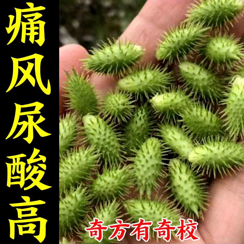 (Earth Remedy for Gout) Toes, Finger Pain, Joint Numbness, Swelling, Deformation, Gout Buster, Special Drug YG