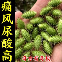 (Earth Remedy for Gout) Toes Finger Pain Joint Numbness Swelling Deformation Gout Buster Special Drug YG