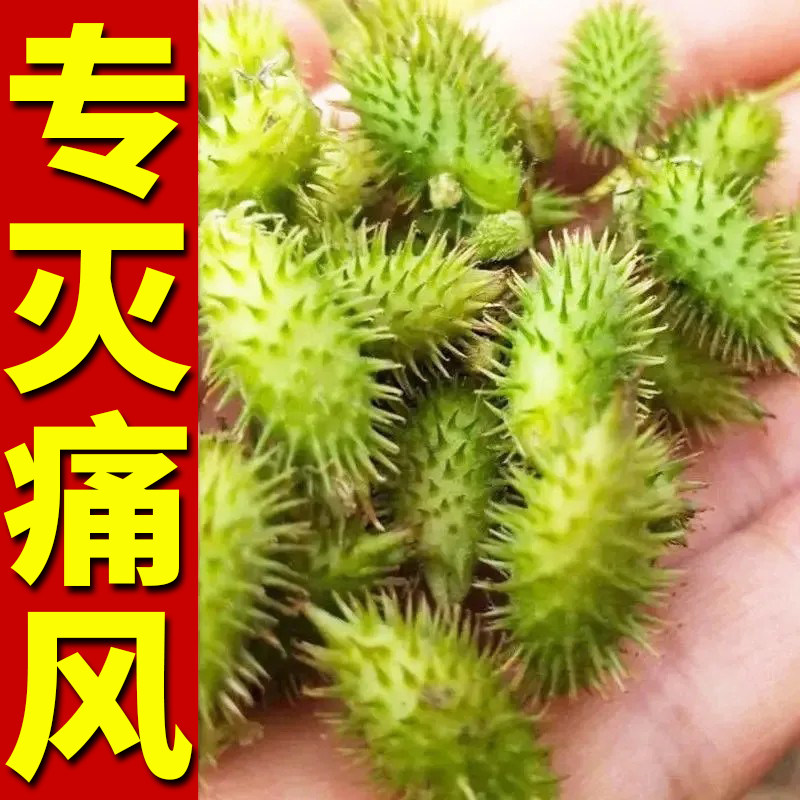 (special medicine for gout) lowering uric acid soluble crystal arthritis swelling pain repeated gout gout ointment XH