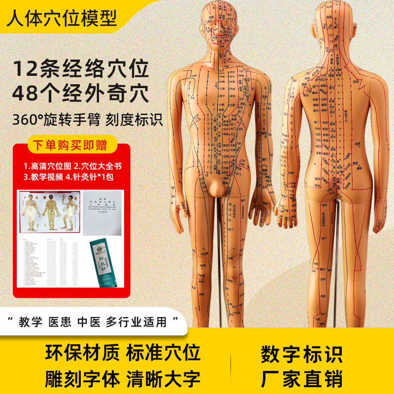 针灸人体模型真人穴位经络全身图小皮人模特十二铜人中医人形针炙