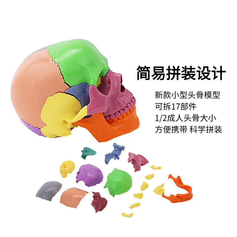 Medicine detachable container, physiological skull model, scale 1:2