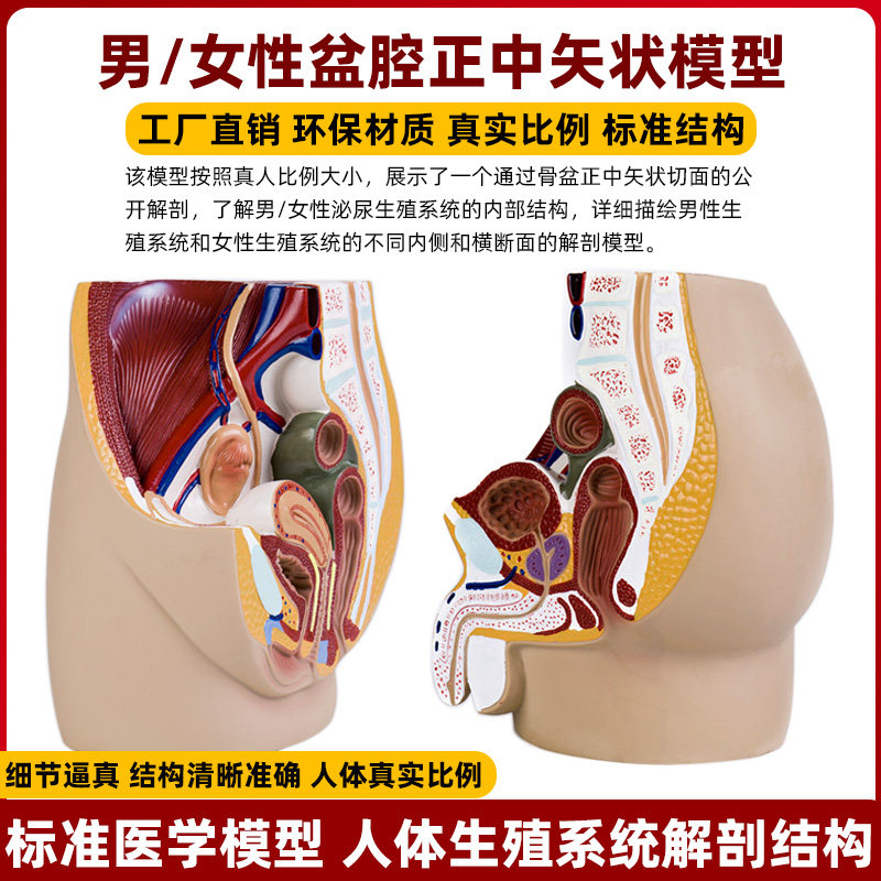 男性盆腔矢状解剖模型 SK023女性盆腔解剖模型 泌尿系统教学教具
