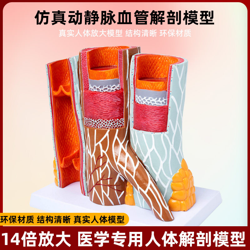 仿真人体动脉静脉血管放大层次结构解剖医学演示教学模型教具摆件