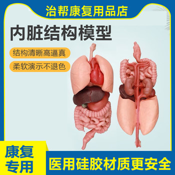 Internal Organ Structure Model Human Organ Heart Liver Stomach Kidney Lung Trachea Pancreatic Soft Medical Silicone Teaching Artificial