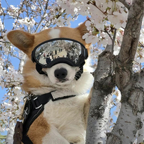 Police Dog Futzai Goggles With Cokie Chai Dog Dogs Pets Dog Glasses Anti-UV Windproof Sunglasses