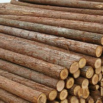 Pine wood pile driving wood outdoor river slope protection log solid wood pile greening fir support rod larch wood pile