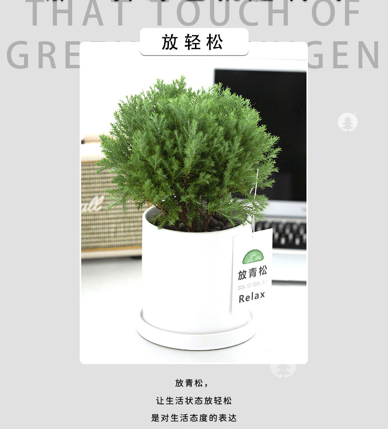 放青松室内办公室绿植雾松小盆栽室内花雾凇植物室内办公室盆栽-阿里巴巴