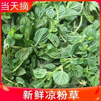 Jiangxi fresh green jelly grass jelly grass jelly grass authentic jelly grass jelly grass jelly grass jelly grass turtle paste burned jelly grass freshly picked