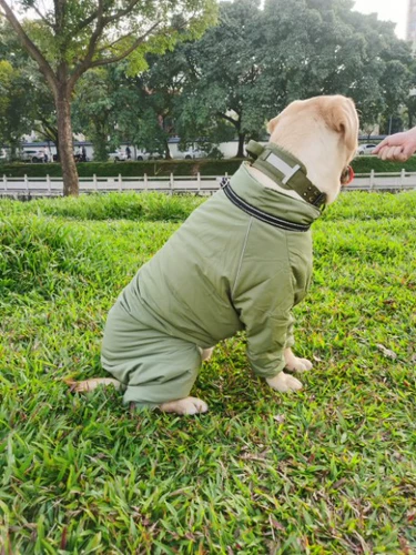 Одежда для домашних животных большие собаки в зимней большой собачьем мешок для живота хлопковая одежда, золотая шерсть на границе мех собака.