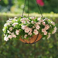 Чанчун цветок 300 капсулы+удобрения