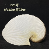 S collection flat octopus cephalopod octopus shell shell specimen conch eastern conch shell ornaments