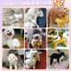 Bichon Teddy Dog in Heat Period Toy Male Dog Mating Puppy Self-Pleasure Self-Stimulation Sex Partner Female Dog Boredom Relief