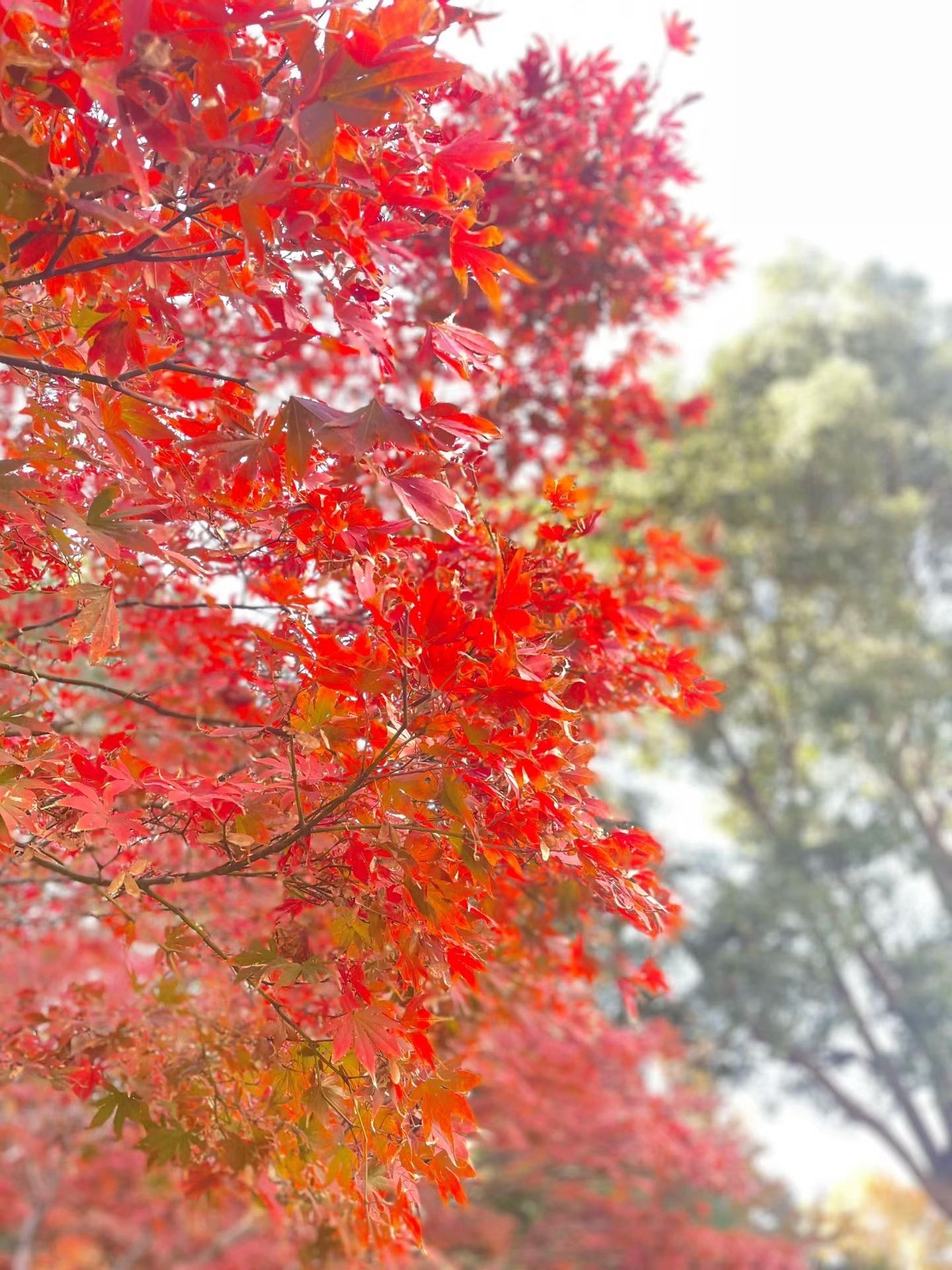 春、夏，秋、冬，四季轮回