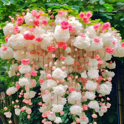 Динамические семена семян бегонии Терминовые растения легко прожить четыре сезона, чтобы запустить цветы и растения на открытом воздухе