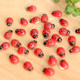 Seven-Star Ladybug Beetle Small Ladybug Micro-Landscape Moss Succulent Landscaping Children's Desktop Small Ornaments DIY Decoration