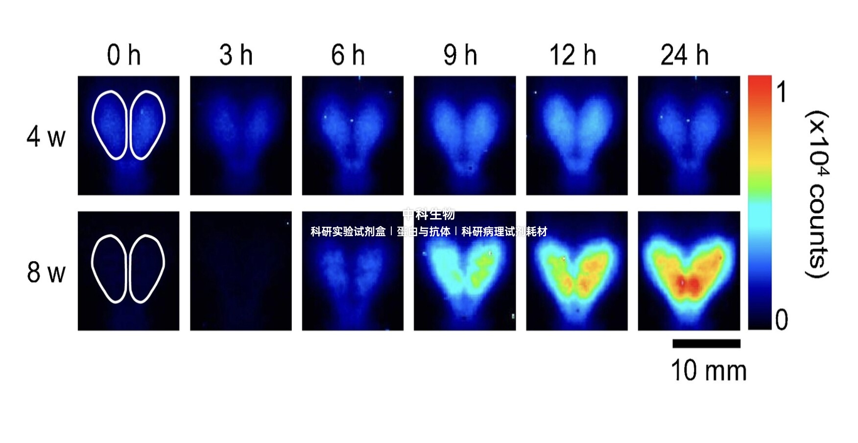 美国AAT D-荧光素钾盐 CAS 115144-35-9细胞生物学报告基因酶检测
