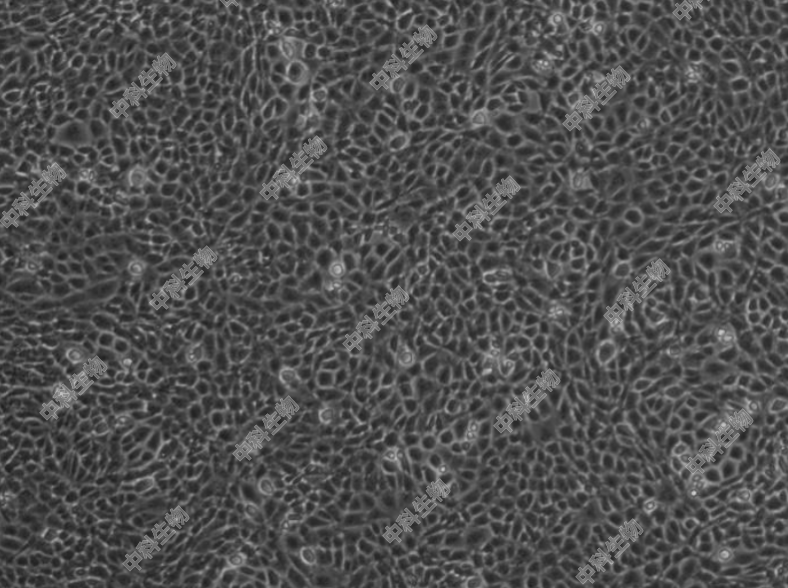 HyCyte?小鼠睾丸间质细胞(TM3) 在LH存在下 细胞可以代谢胆固醇