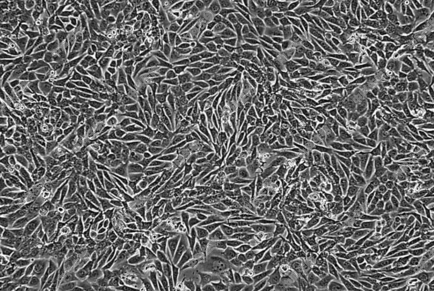 HyCyte?C3H小鼠骨肉瘤细胞（LM8）DLM8 细胞系 Dunn LM8，1X10^6
