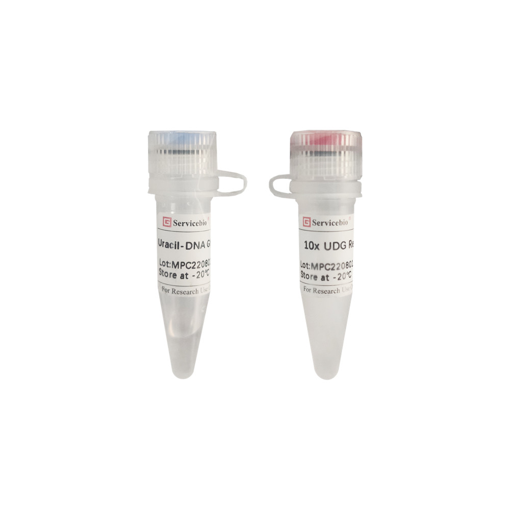 Servicebio尿嘧啶-DNA糖基化酶(UDG)用于消除PCR扩增过程产物污染