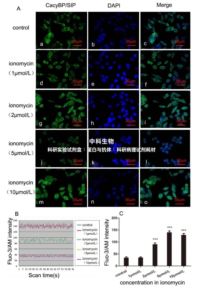 美国AAT钙离子荧光探针Fluo-3,AM*CAS121714-22-5*用于钙离子检测