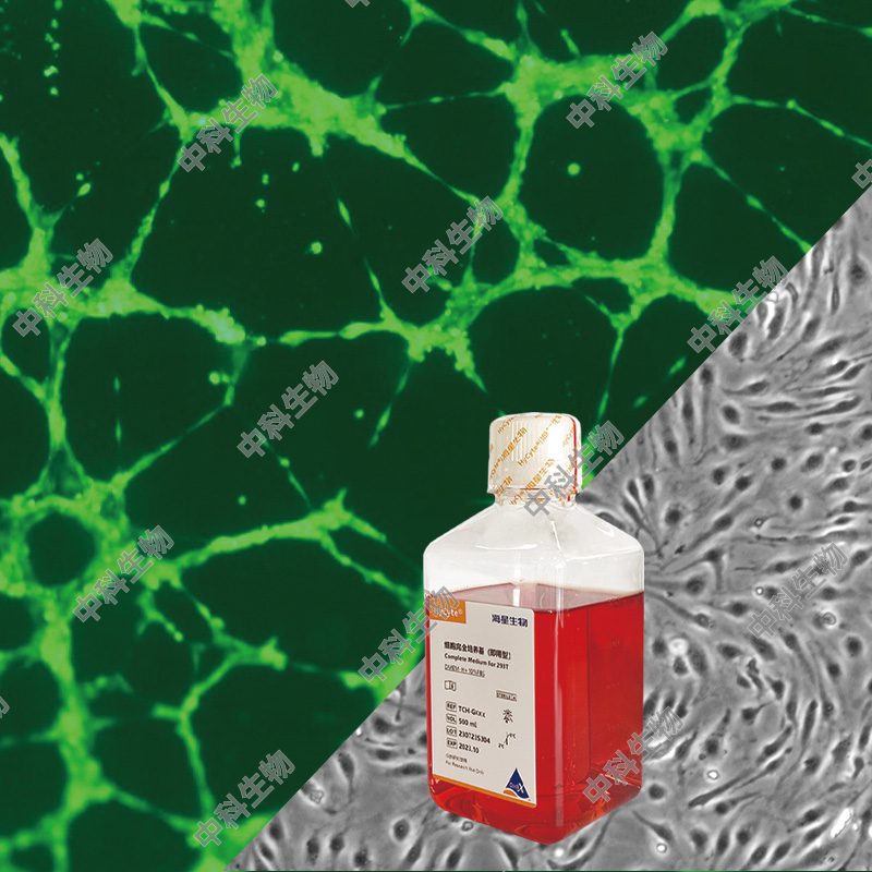 HyCyte?人原代皮肤成纤维细胞 Human Primary Skin Fibroblasts