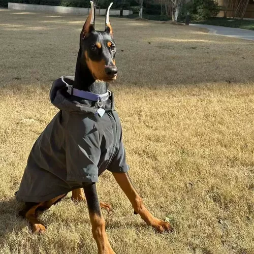 Демисезонная светоотражающая куртка с капюшоном для выхода на улицу, подходит для подростков