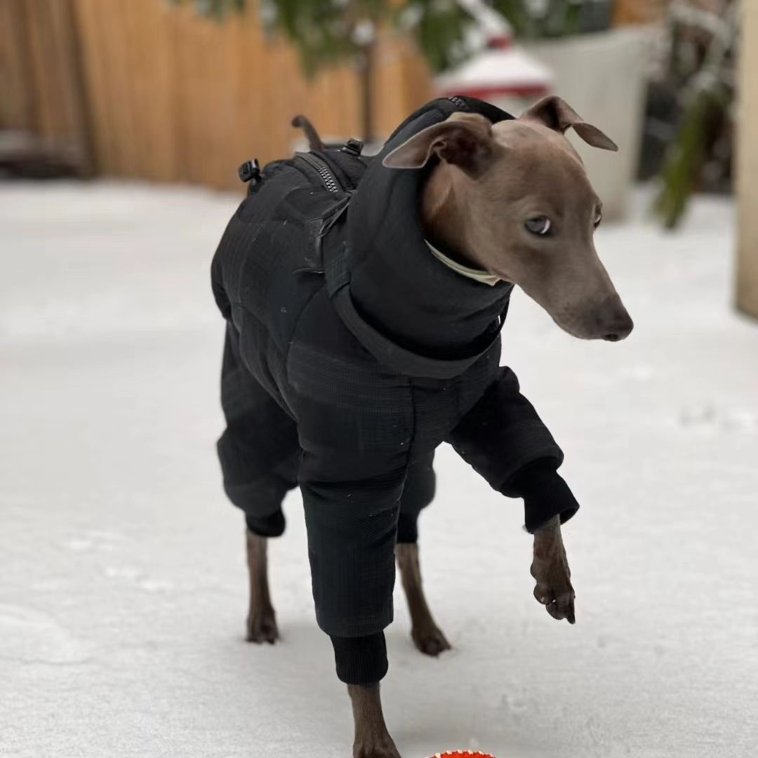 24年中小型犬灵提边牧高领棉衣,秋冬保暖神器揭秘!-狗宠物服装/雨衣-淘宝好物网