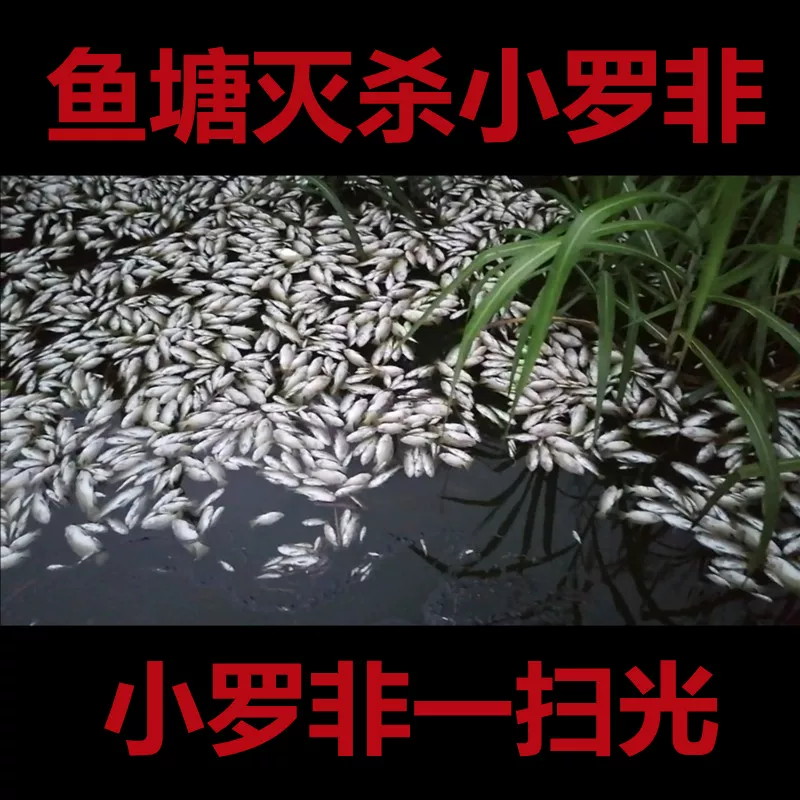 Лекарство для убийства tilapia убивает тиляпий, очищает тиляпий, быстро убивает тиляпий, убивает тиляпий в прудах для рыбы, водохранилищах, рыболовных угодьях, убивает тиляпий