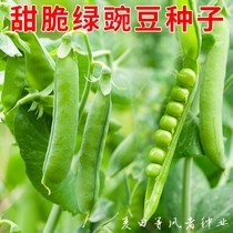 甜脆绿豌豆种子鲜食菜豌豆豌豆苗荷兰豆种籽豌豆尖农家菜园蔬菜孑