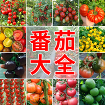 Complete collection of tomato seeds potted small tomatoes cherry tomato seeds farmhouse vegetable gardens balcony potted melons fruits and vegetables.