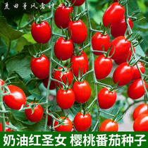 Cream red cherry tomato seeds cherry tomato seeds balcony potted small tomatoes spring summer and autumn vegetable seeds