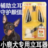 Маленькая оленя собака собака энергия без уха.