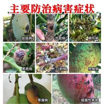 Special medicine for mango to kill all mango diseases powerful mango treatment fungicide anthracnose stem rot scab gray blight