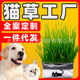 Soilless hydroponic cat grass set ອາຫານຫວ່າງ cat vermiculite ໂພຊະນາການອິນຊີດິນ cat ແຫຼ່ງຜູ້ຜະລິດຫຍ້າ cat