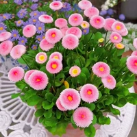 Капсулы Pink Daisy 200+горшок почвенные удобрения [набор]