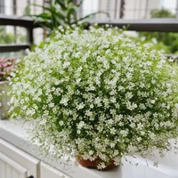 Белая полная звезда (3 капсулы)+горшок+почва+удобрения