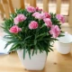Carnations 300 капсул+органические удобрения [купить два получите один бесплатно]