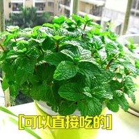 Съедобный монетный двор 1000 капсул+горшки+почва+удобрения