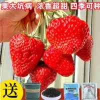 Красная поверхность клубника 1000 капсулы+горшки+почва+удобрения