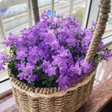 Датские семена семян цветочных семян ветра цветут в четырех сезонах, когда почва видит почву, в помещении и на открытом воздухе балконы двора легко жить