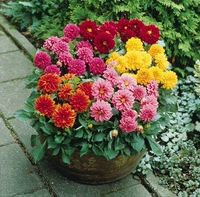 200 капсул+горшки+почва+удобрения