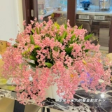 Парфюм Mengxiang Orchid, приправляя четыре сезона цветочные интерьер и внешние кривы и цветы орхидеи хорошо, легко проживать семена цветов.