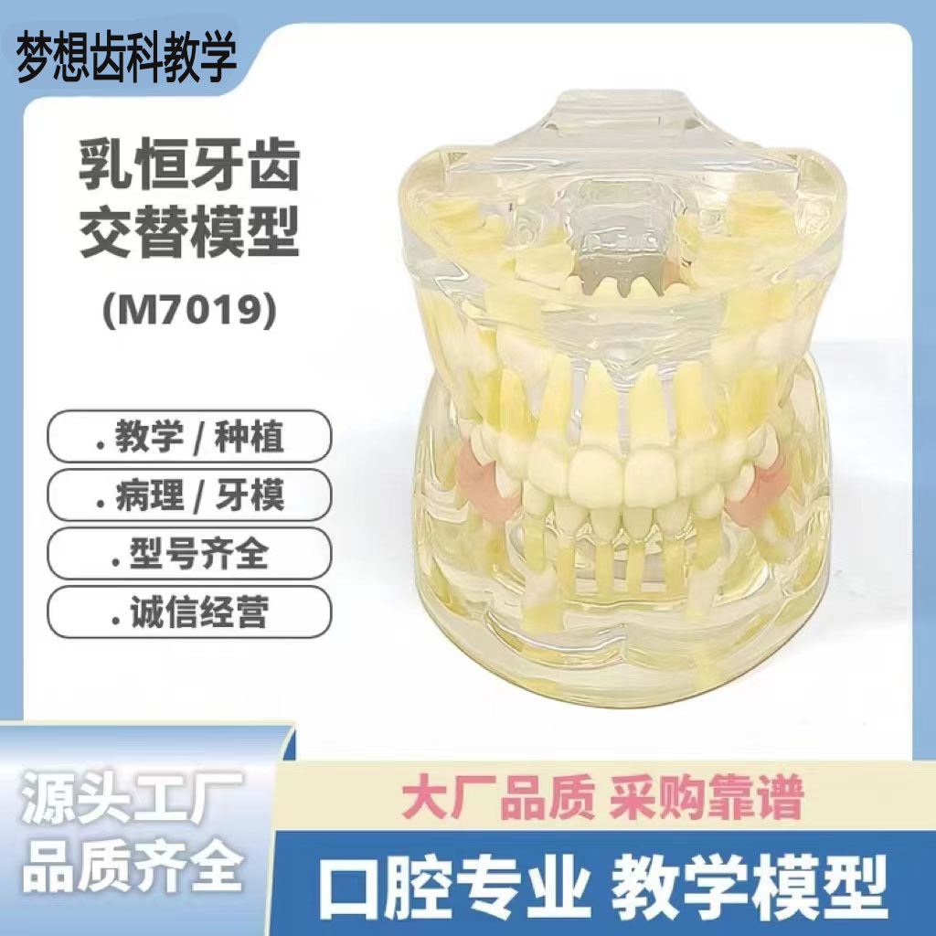 牙科牙齿乳恒交替演示模型树脂仿真模拟牙模口腔牙科医生教学教具