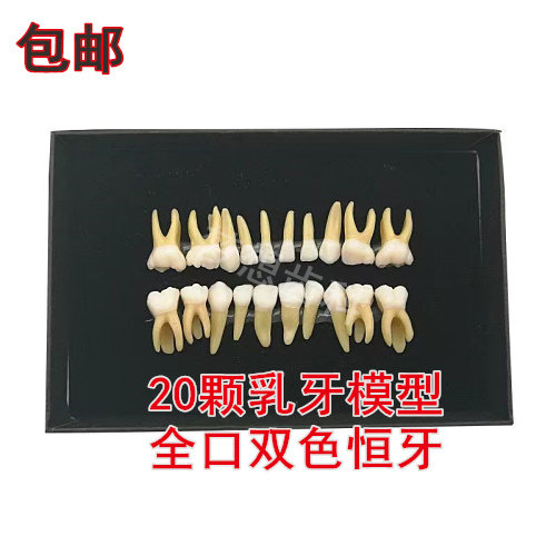 牙科模型 20颗双色乳牙恒牙带牙根开髓离体牙模型儿童离体牙模型