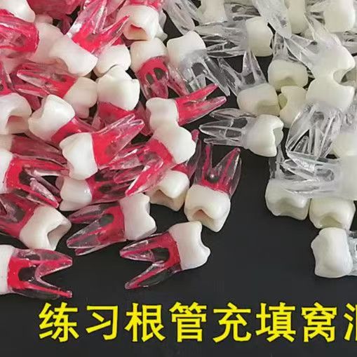 牙科教学练习根管充填窝洞牙粒模型 带牙根根管练习离体牙模型