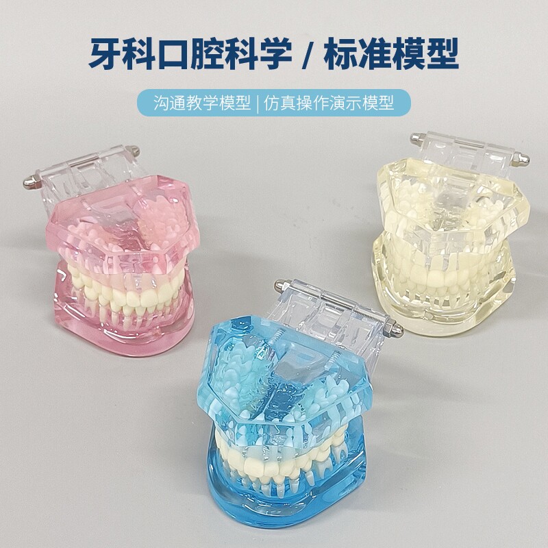 牙齿牙科标准牙齿模型全口正畸拆卸树脂仿真模拟医生教学标准模具