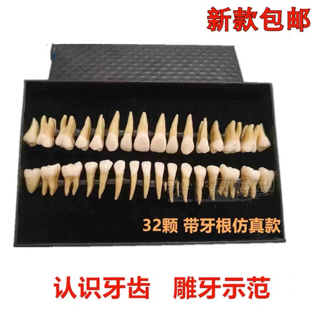 牙科 32颗双色恒牙模型 成人28颗全口牙齿解剖带牙根仿真款7022
