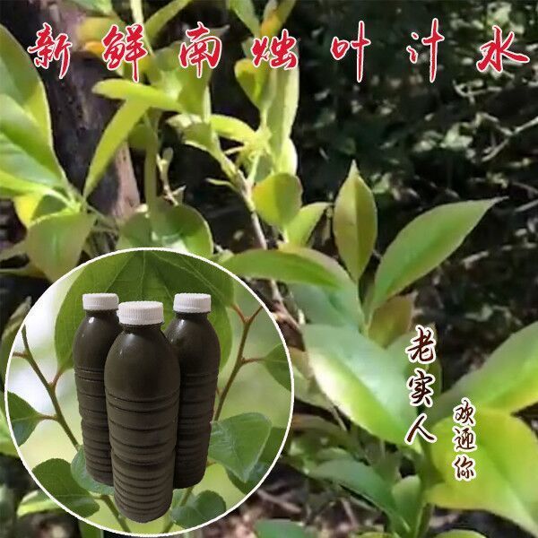 新鲜乌饭叶汁,解锁乌米粽与乌八宝饭的神秘配方!-糯米-淘宝百科网