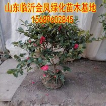 Tea plum tree seedling tea plum seedling Potted plant resistant to winter tea flowers tree Miao Mountain tea flower Miao tea plum ball cold-resistant tea plum tree